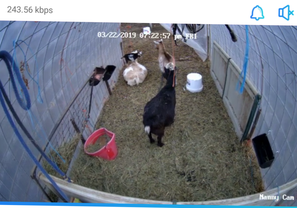 Security Camera for Chicken Coop Or Animal Barn