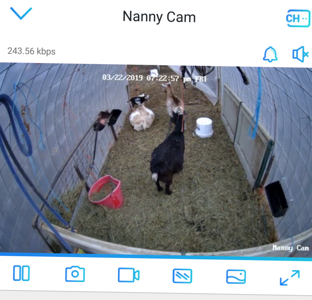 Security Camera for Chicken Coop Or Animal Barn